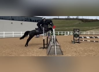KWPN, Wallach, 6 Jahre, 164 cm, Rappe