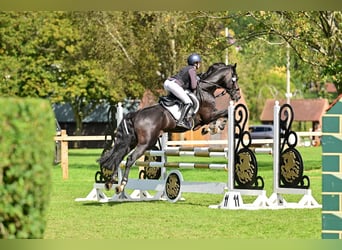 KWPN, Wallach, 6 Jahre, 164 cm, Rappe