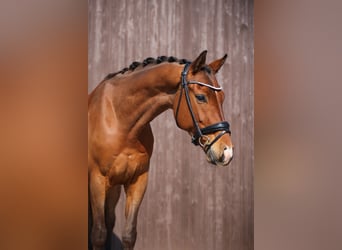 KWPN, Wallach, 6 Jahre, 165 cm, Brauner