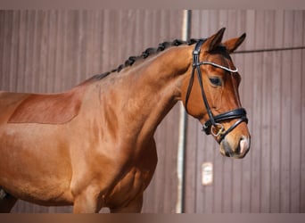 KWPN, Wallach, 6 Jahre, 165 cm, Brauner