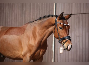 KWPN, Wallach, 6 Jahre, 165 cm, Brauner