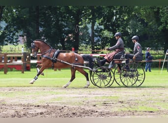 KWPN, Wallach, 6 Jahre, 165 cm, Brauner