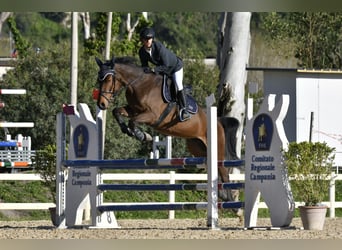 KWPN, Wallach, 6 Jahre, 165 cm, Brauner