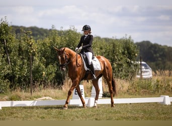KWPN, Wallach, 6 Jahre, 165 cm, Fuchs