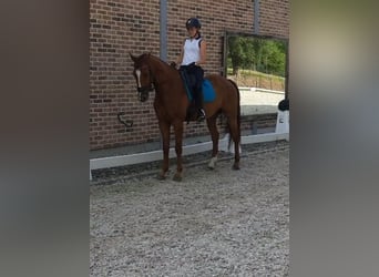 KWPN, Wallach, 6 Jahre, 165 cm, Fuchs