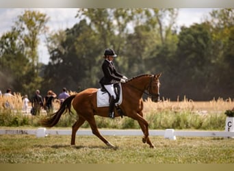 KWPN, Wallach, 6 Jahre, 165 cm, Fuchs