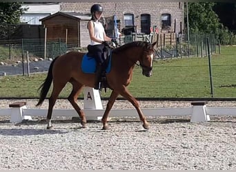 KWPN, Wallach, 6 Jahre, 165 cm, Fuchs