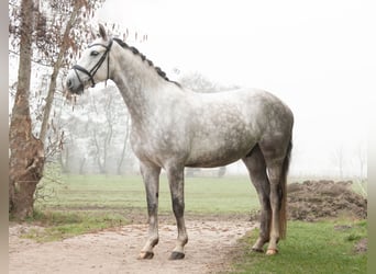 KWPN, Wallach, 6 Jahre, 165 cm, Schimmel