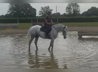 KWPN, Wallach, 6 Jahre, 165 cm, Schimmel