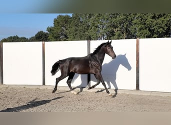 KWPN, Wallach, 6 Jahre, 165 cm, Schwarzbrauner