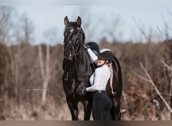 KWPN, Wallach, 6 Jahre, 166 cm