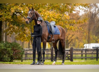 KWPN, Wallach, 6 Jahre, 166 cm, Dunkelbrauner