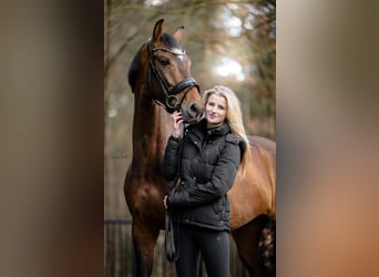 KWPN, Wallach, 6 Jahre, 166 cm, Dunkelbrauner