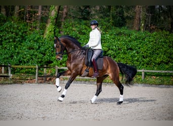 KWPN, Wallach, 6 Jahre, 166 cm, Dunkelbrauner