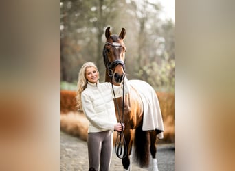 KWPN, Wallach, 6 Jahre, 166 cm, Dunkelbrauner