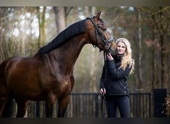 KWPN, Wallach, 6 Jahre, 166 cm, Dunkelbrauner