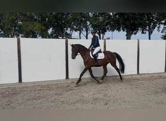 KWPN, Wallach, 6 Jahre, 166 cm, Dunkelbrauner