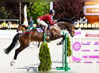 KWPN, Wallach, 6 Jahre, 166 cm, Dunkelbrauner