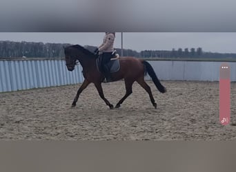 KWPN, Wallach, 6 Jahre, 167 cm, Brauner