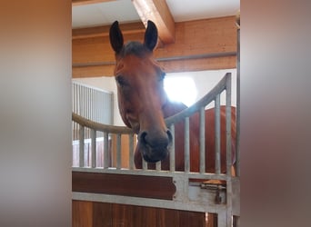 KWPN, Wallach, 6 Jahre, 167 cm, Brauner