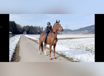 KWPN, Wallach, 6 Jahre, 167 cm, Dunkelfuchs