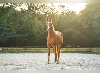 KWPN, Wallach, 6 Jahre, 167 cm, Fuchs