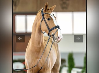 KWPN, Wallach, 6 Jahre, 167 cm, Fuchs