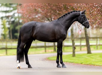 KWPN, Wallach, 6 Jahre, 167 cm, Rappe