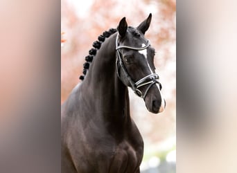 KWPN, Wallach, 6 Jahre, 167 cm, Rappe