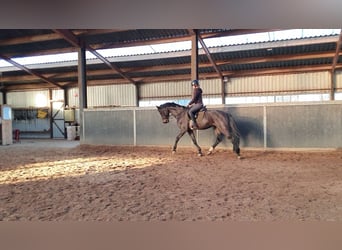 KWPN, Wallach, 6 Jahre, 167 cm, Schwarzbrauner