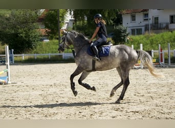 KWPN, Wallach, 6 Jahre, 168 cm, Apfelschimmel