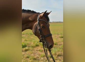 KWPN, Wallach, 6 Jahre, 168 cm, Brauner