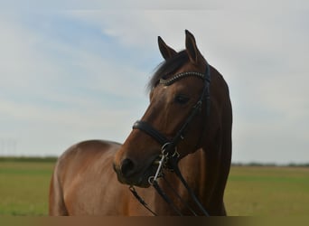 KWPN, Wallach, 6 Jahre, 168 cm, Brauner