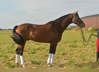 KWPN, Wallach, 6 Jahre, 168 cm, Brauner
