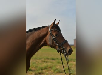 KWPN, Wallach, 6 Jahre, 168 cm, Brauner