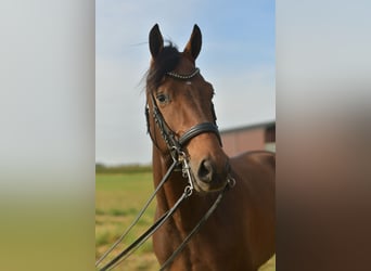 KWPN, Wallach, 6 Jahre, 168 cm, Brauner
