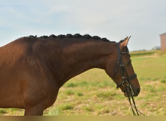 KWPN, Wallach, 6 Jahre, 168 cm, Brauner