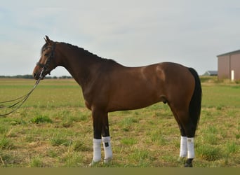 KWPN, Wallach, 6 Jahre, 168 cm, Brauner