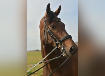 KWPN, Wallach, 6 Jahre, 168 cm, Brauner