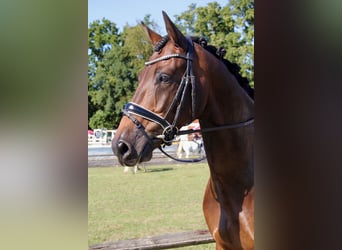 KWPN, Wallach, 6 Jahre, 168 cm, Brauner
