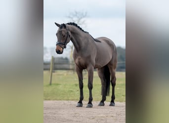 KWPN, Wallach, 6 Jahre, 168 cm, Brauner