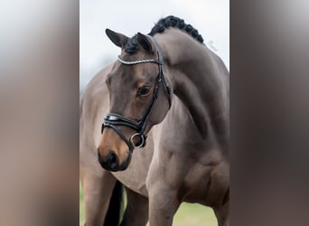 KWPN, Wallach, 6 Jahre, 168 cm, Brauner