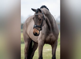 KWPN, Wallach, 6 Jahre, 168 cm, Brauner