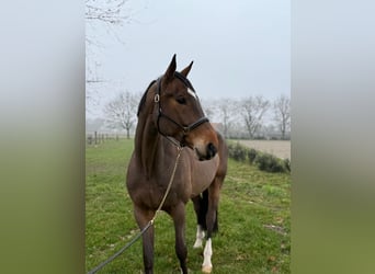 KWPN, Wallach, 6 Jahre, 168 cm, Brauner