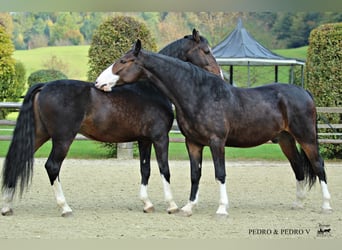 KWPN, Wallach, 6 Jahre, 168 cm, Brauner