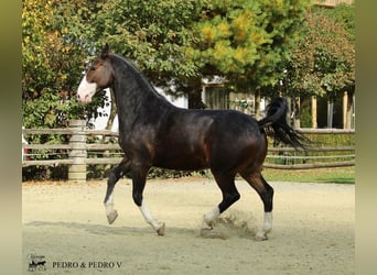 KWPN, Wallach, 6 Jahre, 168 cm, Brauner