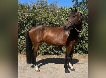 KWPN, Wallach, 6 Jahre, 168 cm, Brauner