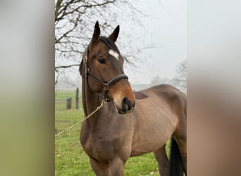 KWPN, Wallach, 6 Jahre, 168 cm