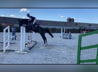 KWPN, Wallach, 6 Jahre, 168 cm, Dunkelbrauner