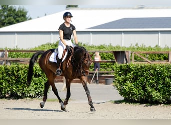 KWPN, Wallach, 6 Jahre, 168 cm, Dunkelbrauner